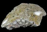 Polished Fossil Coral (Actinocyathus) - Morocco #110556-2